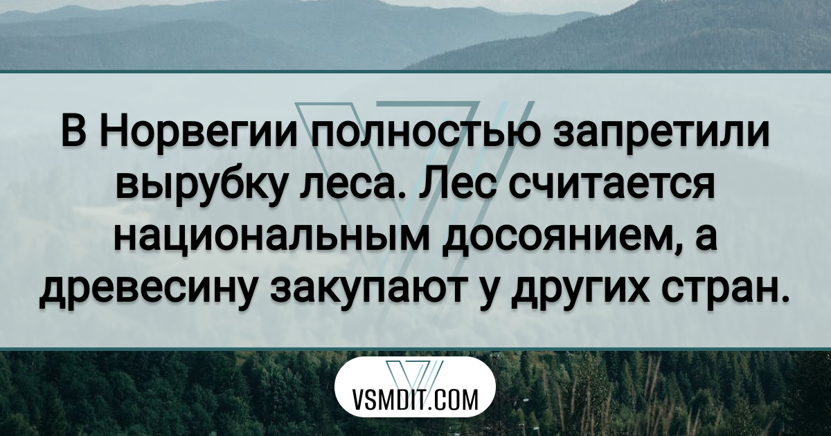 Норвегия, леса, вырубка, экология, интересный факт, VSMDIT